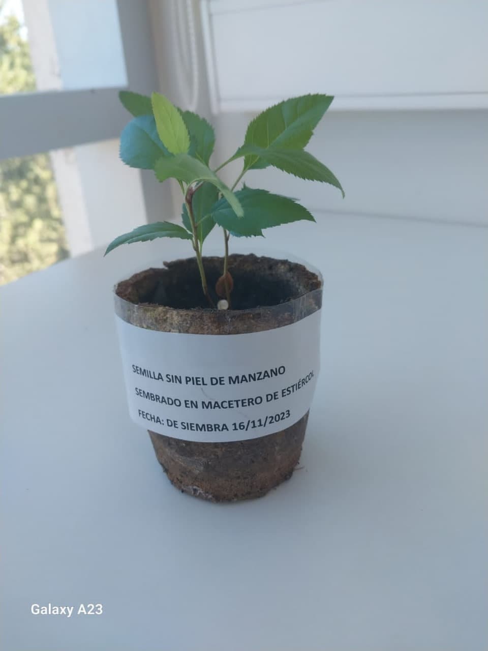 Descripción de la imagen