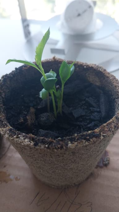 plantas germinadas